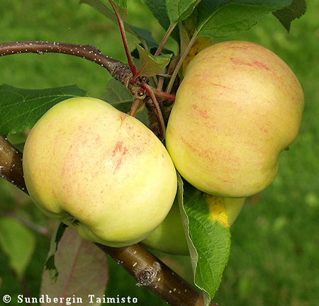 Malus domestica 'Keltakaneli', tarhaomenapuu